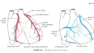 Pathology  CVS  Ischemic Heart Disease  Coronary Circulation [upl. by Enyaht990]