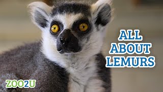 All About Lemurs [upl. by Tsnre888]