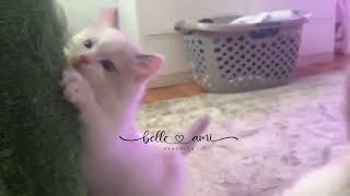 Cutest Ragdoll Kittens Ever ragdollbreeder ragdollcattery ragdollkittens ragdollcats [upl. by Dale816]