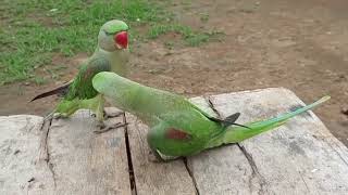 Ringneck Parrot Sounds Videos  Tote Ki Awaaz  Mitthu Ki Awaaz  Tanishu Singh Miniature [upl. by Annair589]