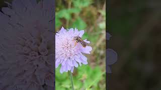 Nice find A Large Scabious Mining Bee on a Scabious what a surprise [upl. by Gratt]