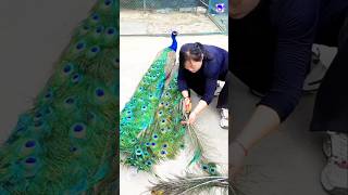 Peacock feathers collection peacock shorts bollywood music hindisong [upl. by Arised481]