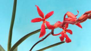 Renanthera bella orchid [upl. by Cathlene]