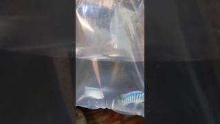 Chiclets Fish Leli fishtanktour fish mollytank petsvlog aquariumpets fishtank aquascape [upl. by Llevrac730]