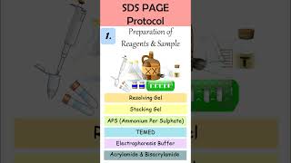 What is SDS PAGE shorts [upl. by Innus]