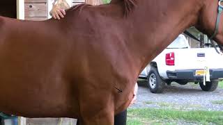 Movement of the horses thoracic sling [upl. by Ryan666]