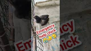 👆 ఈ కోడి పిల్లకు 😢😭 ఏమైందో అర్థం కావటం లేదు telugu hen chicks birds [upl. by Caresa]