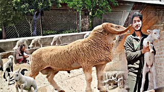 New Breed Sheep Farming  in kashmir [upl. by Pacificia]