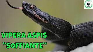 SHORTS SERPENTI e RETTILI VIPERA ASPIS FRANCISCIREDI soffiante liberata dopo un recupero [upl. by Lanny]