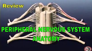 REVIEW  Basic Peripheral Nervous System Anatomy [upl. by Wincer878]