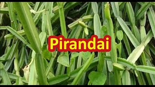 Pirandai Plant From Our Terrace Garden  How To Grow Pirandai In Terrace Garden [upl. by Nette]