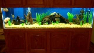 My 300 Gallon Fish Tank  Oscars and More part 2 [upl. by Ludovick]