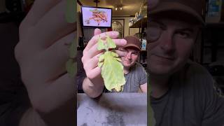 largest leaf stick insect in the worldPhyllium giganteumstickinsect animals rockninsectes [upl. by Eirised352]