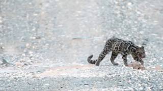 MALAYSIA Rare Bornean clouded leopards caught on camera in Malaysian reserve [upl. by Ahtamat]