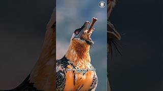 Bearded Vulture 🍖 The BoneEating Bird [upl. by Enalb]