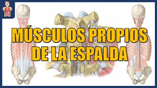 ANATOMÍA  MÚSCULOS PROPIOS DE LA ESPALDA ESPLENIOS ERECTOR DE LA COLUMNA TRANSVERSOESPINOSOS [upl. by Longley]