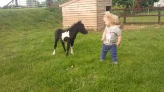 newborn miniature shetland foal gets friendly with young children [upl. by Nnaik]