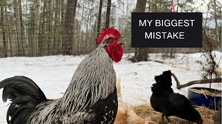 My Biggest Mistake  Healing Scaly Leg Mites and Lice on Chickens [upl. by Bethesda]