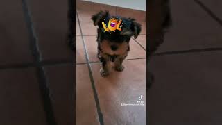 Dolce cucciolo di Yorkshire Terrier di nome Killer 😅❤️❤️❤️🥰 yorkie yorkshire puppy funnydog [upl. by Rekyr146]