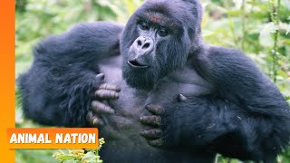 Gorillas Chest Beating  Animal Nation [upl. by Berti]