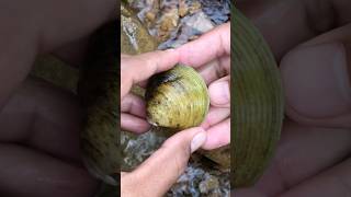 Harvested green pearls emerges in this clam clam pearl [upl. by Lewin]