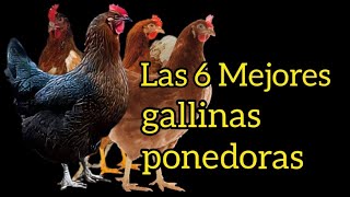 Los 6 tipos de gallinas ponedoras mejoradas Black star Isa Brown HyLine brown y otras [upl. by Rufford]