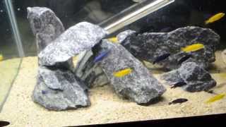 manda zebra yellow lab and Dimidiochromis strigatus [upl. by Nojad]