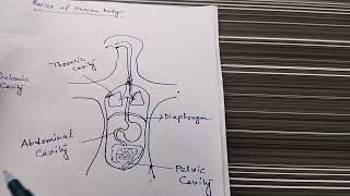 DIGESTION AND ABSORPTION CLASS 11 WBCHSE [upl. by Allenaj143]