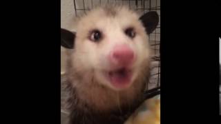 Cutest possum sounds ever [upl. by Naiva]