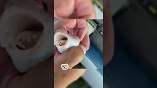 Rận lưỡi ký sinh Cymothoa exigua  fish tongue parasite shorts [upl. by Emersen]