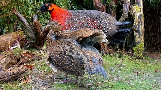 Satyr tragopan Tragopan satyra pheasants male performing quotlateralquot display 60fps [upl. by Chor]