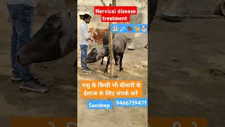 Nervical disease treatment trending viralvideo animals nervicaltreatment shorts ringtone 🐕🐪🦬💉 [upl. by Alael]