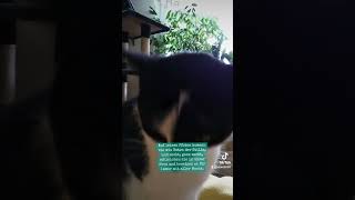 Auf leisen Pfoten catlover katze catofyoutube cat Amina pfotenglück katzenaufyoutube [upl. by Rodama220]