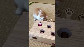 🤗Cute cat catching mouse 🐁 sghortcuteanimalfuunyshorts [upl. by Weinreb]