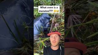 What even is a manatee 🤔😅 manatee wildlife florida [upl. by Alidus391]