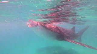 CEBU WHALE SHARK [upl. by Wane]