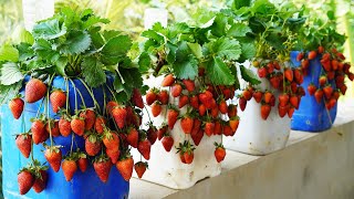 Maximizing Your Strawberry Harvest A Simple Guide to Big Yields [upl. by Ettesyl]