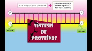 BIOQUÍMICA SÍNTESIS DE PROTEÍNAS [upl. by Neural]