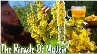 The Miracle Of Mullein Natures Lung Healer 🫁 Health Benefits Uses amp Identification [upl. by Eemyaj616]