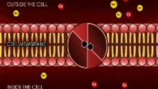 transport across the cell membrane super final [upl. by Ley]