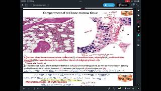 Hematologyhistologypractical 1 part1 [upl. by Aicatsan]