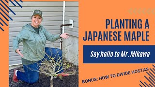 Planting a Dwarf Japanese Maple and Dividing Hostas [upl. by Rivi]