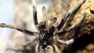 Tarantula stridulating Ceratogyrus marshalli [upl. by Haveman]