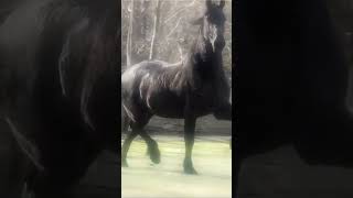 horse horseplay horsesports equestrian horseshowlife horseraces edit [upl. by Odraleba557]