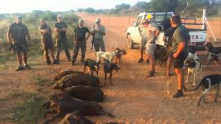 Bushpig hunting  Limpopo [upl. by Halik114]