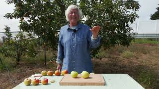 Harvesting ApplesHow to Tell When They are Ripe Yummm [upl. by Suchta]