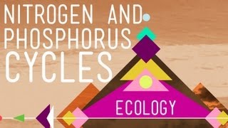 Nitrogen amp Phosphorus Cycles Always Recycle Part 2  Crash Course Ecology 9 [upl. by Harbison]