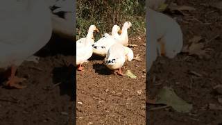 Quack quack cute duck part 3 🦤 duck cute whistlingduck animals ducklover amdanimals 🦆 [upl. by Egiarc]