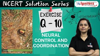 Exercise Q 10  Neural Control and Coordination  Class 11  NCERT Solution Series  BIOLOGY [upl. by Kimmy]