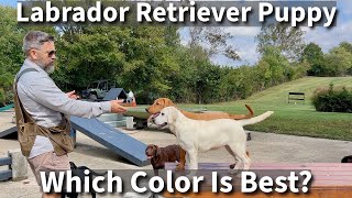 Labrador Retriever  Which Color Is Right For You [upl. by Karla623]